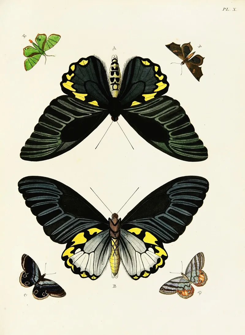 Foreign Butterflies Occurring In The Three Continents Asia Africa And America Pl 257 Wall Art by Pieter Cramer - High-Resolution Digital Print