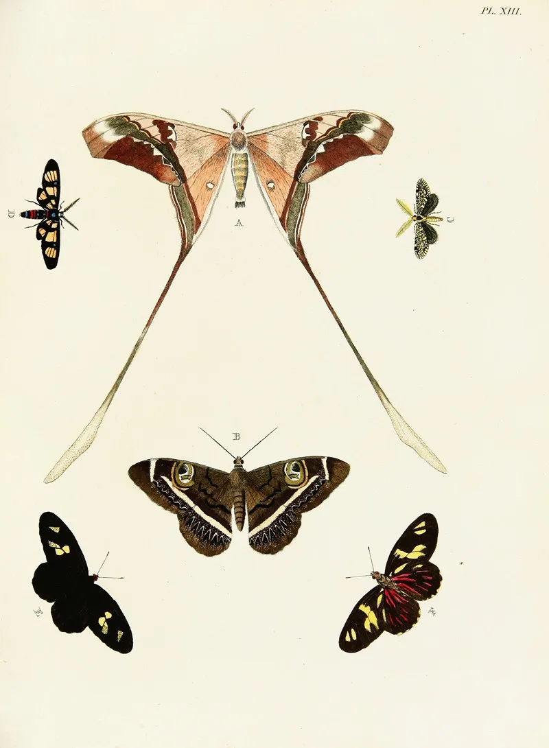Foreign Butterflies Occurring In The Three Continents Asia Africa And America Pl 260 Wall Art by Pieter Cramer - High-Resolution Digital Print
