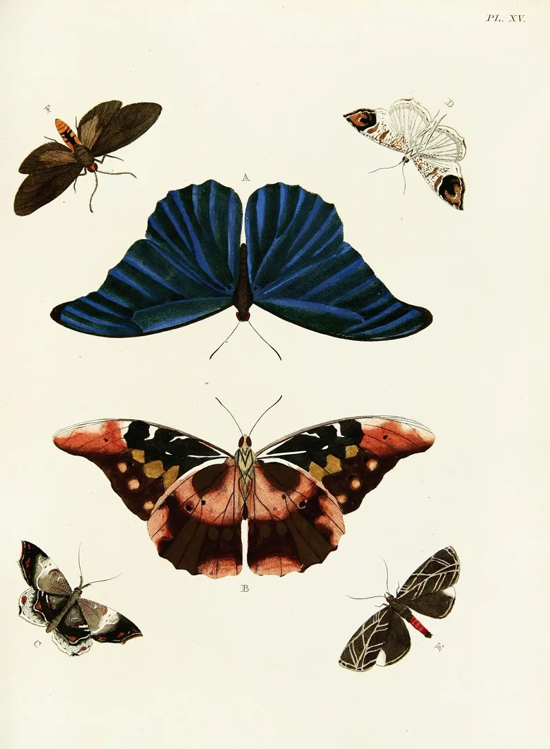 Foreign Butterflies Occurring In The Three Continents Asia Africa And America Pl 262 Wall Art by Pieter Cramer - High-Resolution Digital Print
