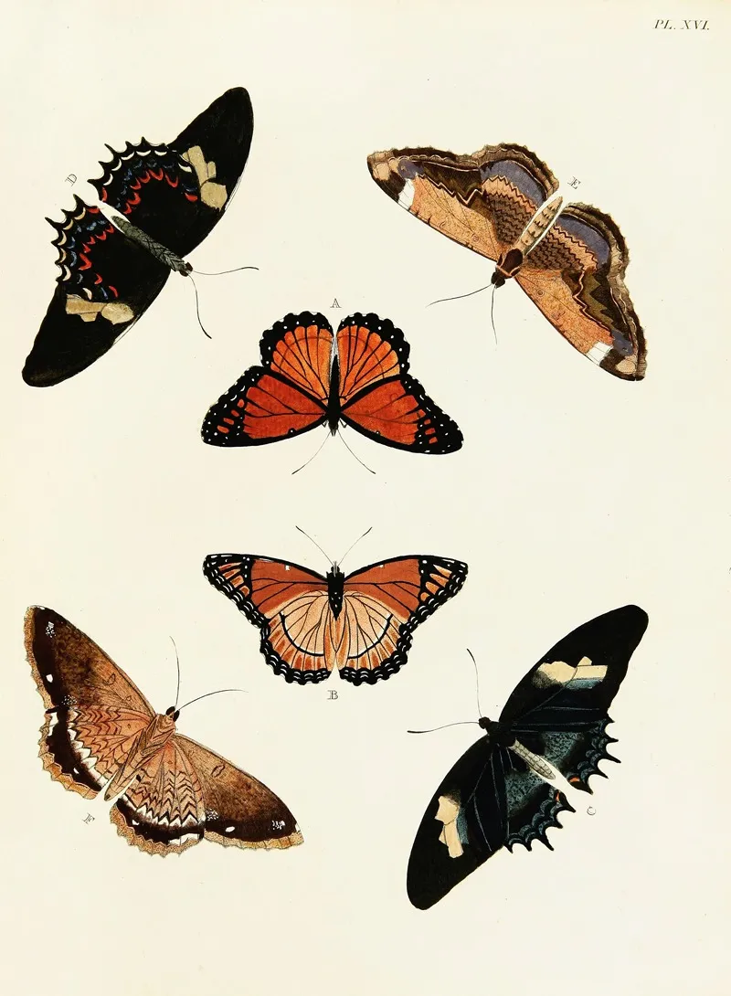 Foreign Butterflies Occurring In The Three Continents Asia Africa And America Pl 263 Wall Art by Pieter Cramer - High-Resolution Digital Print