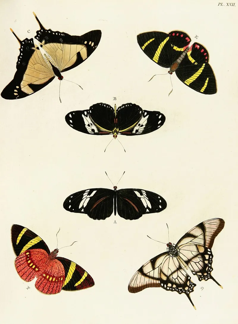 Foreign Butterflies Occurring In The Three Continents Asia Africa And America Pl 264 Wall Art by Pieter Cramer - High-Resolution Digital Print