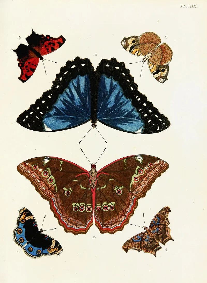 Foreign Butterflies Occurring In The Three Continents Asia Africa And America Pl 266 Wall Art by Pieter Cramer - High-Resolution Digital Print