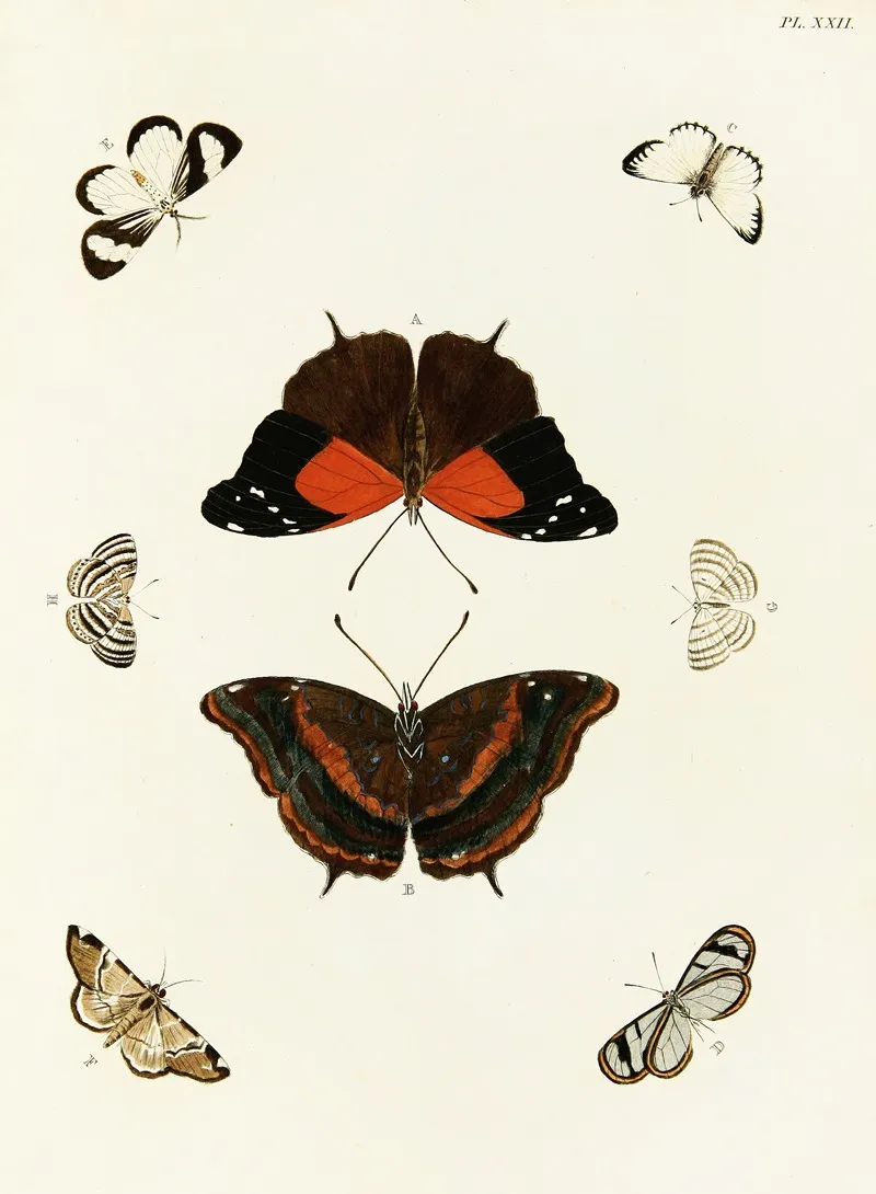 Foreign Butterflies Occurring In The Three Continents Asia Africa And America Pl 269 Wall Art by Pieter Cramer - High-Resolution Digital Print