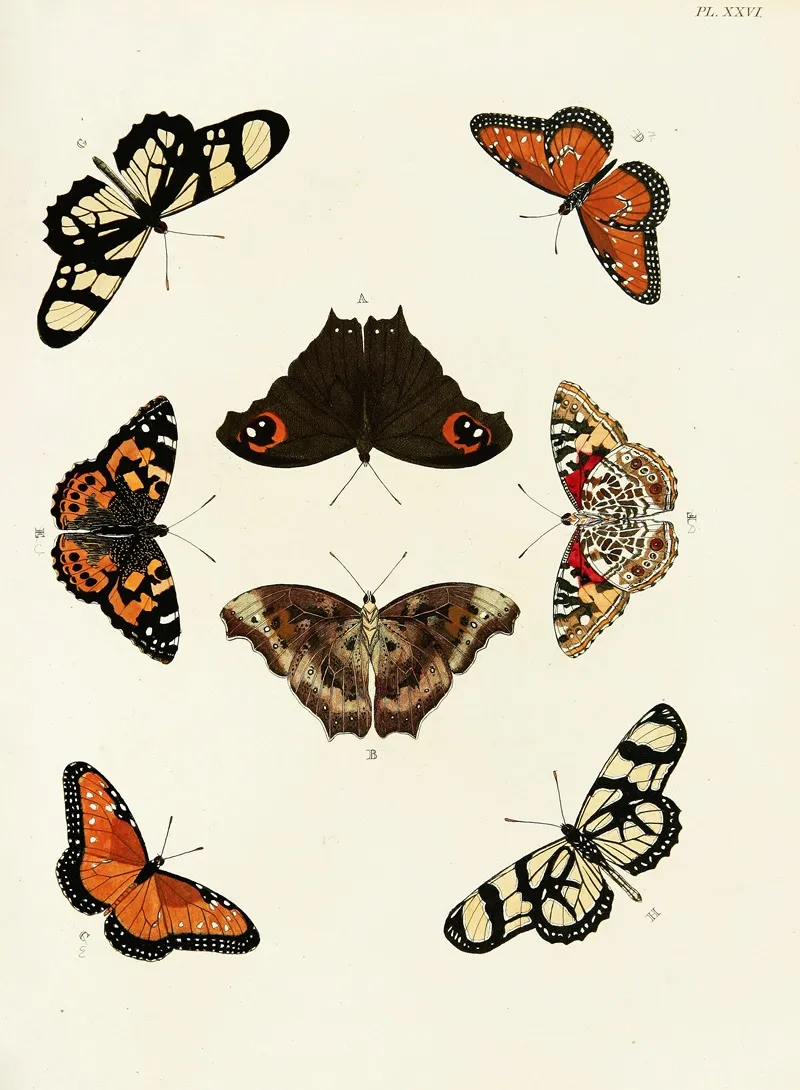 Foreign Butterflies Occurring In The Three Continents Asia Africa And America Pl 273 Wall Art by Pieter Cramer - High-Resolution Digital Print