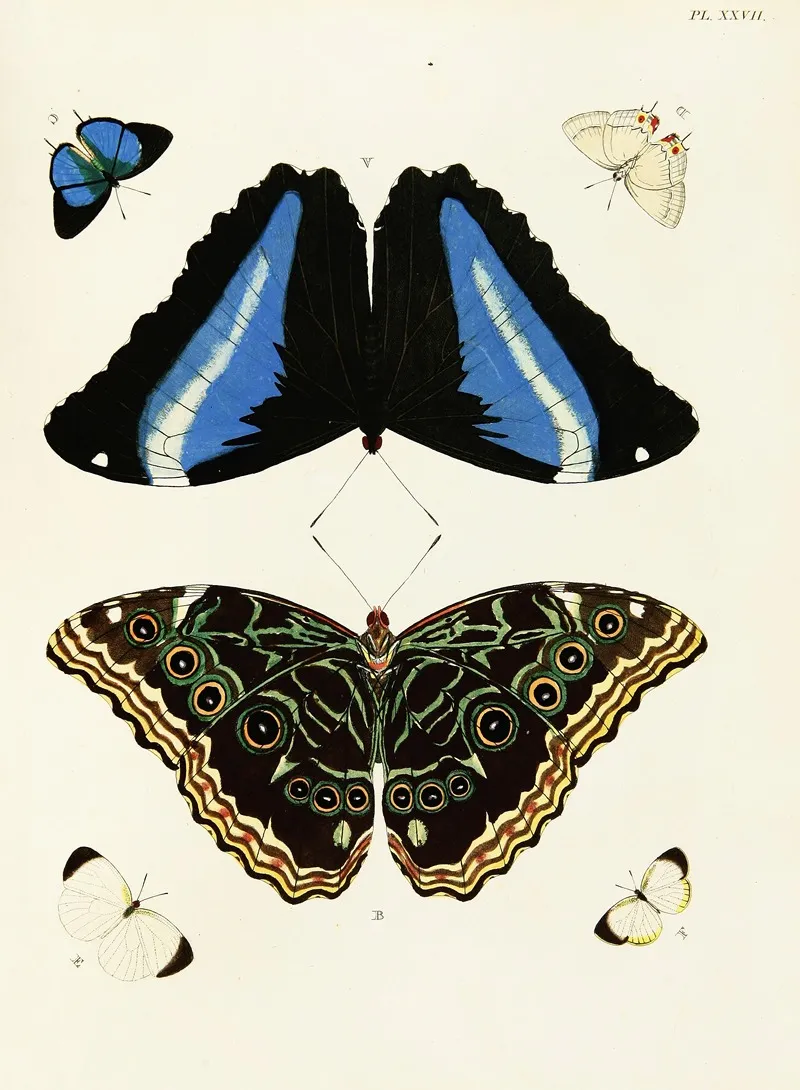 Foreign Butterflies Occurring In The Three Continents Asia Africa And America Pl 274 Wall Art by Pieter Cramer - High-Resolution Digital Print