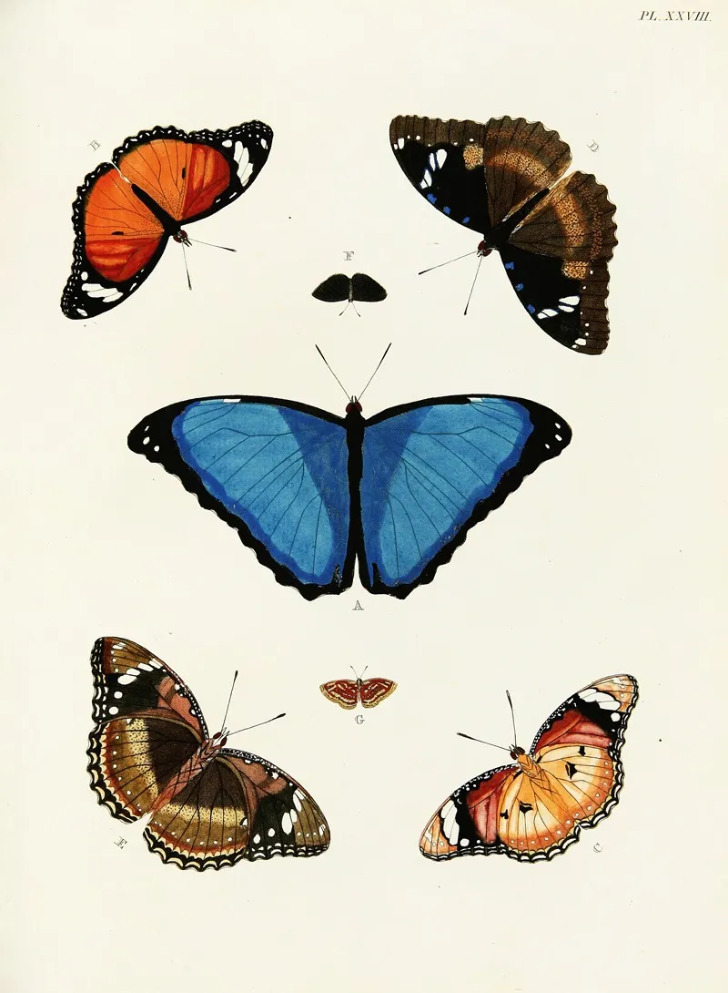 Foreign Butterflies Occurring In The Three Continents Asia Africa And America Pl 275 Wall Art by Pieter Cramer - High-Resolution Digital Print