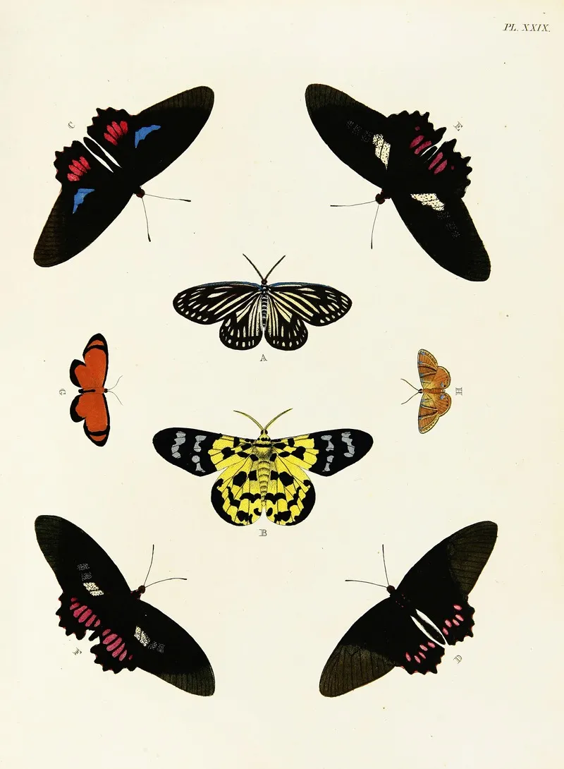 Foreign Butterflies Occurring In The Three Continents Asia Africa And America Pl 276 Wall Art by Pieter Cramer - High-Resolution Digital Print