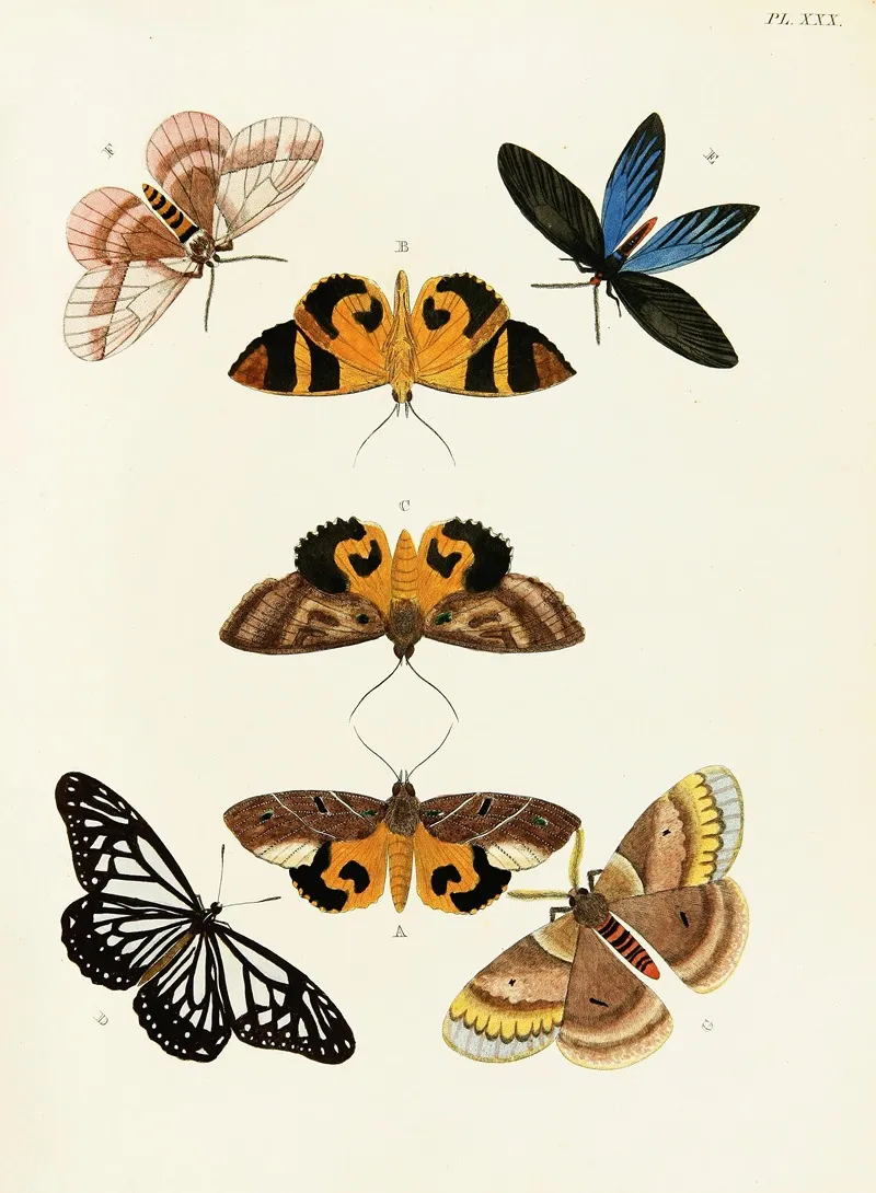 Foreign Butterflies Occurring In The Three Continents Asia Africa And America Pl 277 Wall Art by Pieter Cramer - High-Resolution Digital Print
