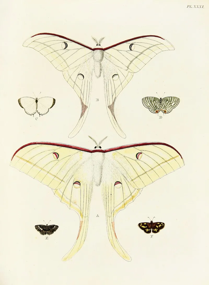 Foreign Butterflies Occurring In The Three Continents Asia Africa And America Pl 278 Wall Art by Pieter Cramer - High-Resolution Digital Print