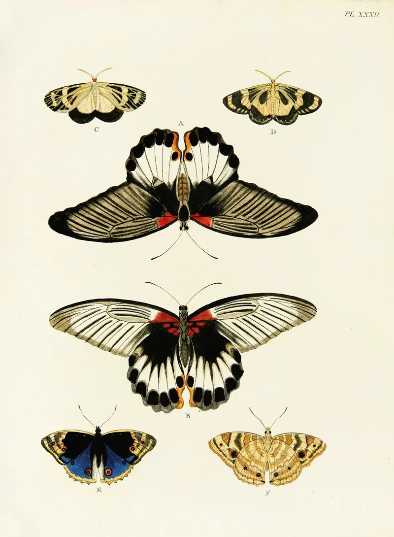 Foreign Butterflies Occurring In The Three Continents Asia Africa And America Pl 279 Wall Art by Pieter Cramer - High-Resolution Digital Print