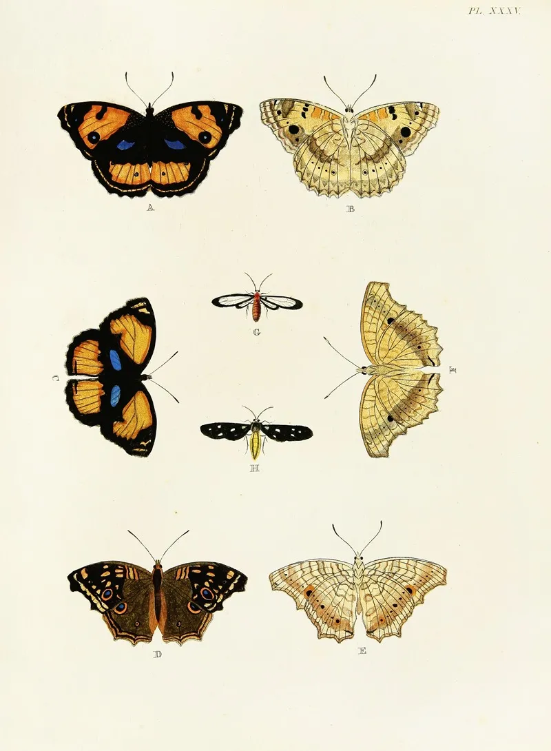 Foreign Butterflies Occurring In The Three Continents Asia Africa And America Pl 282 Wall Art by Pieter Cramer - High-Resolution Digital Print
