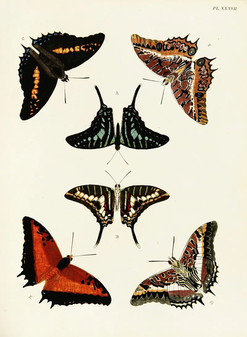 Foreign Butterflies Occurring In The Three Continents Asia Africa And America Pl 284 Wall Art by Pieter Cramer - High-Resolution Digital Print