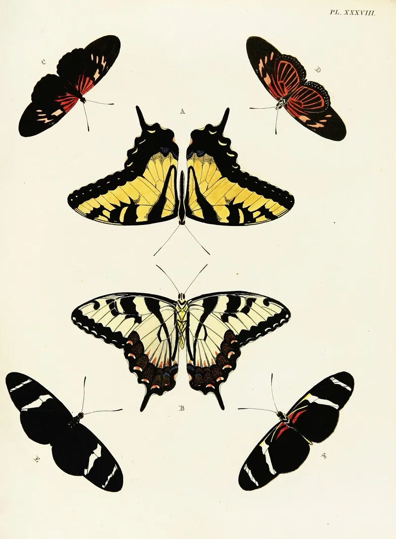 Foreign Butterflies Occurring In The Three Continents Asia Africa And America Pl 285 Wall Art by Pieter Cramer - High-Resolution Digital Print