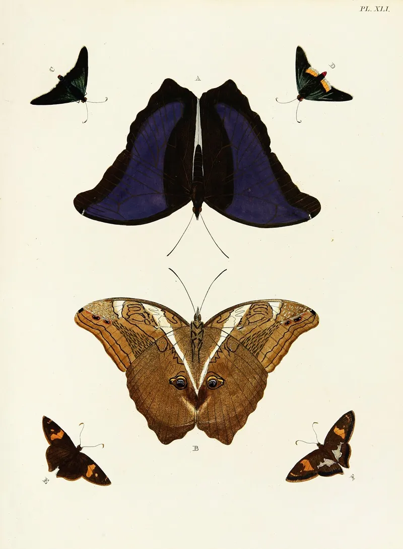 Foreign Butterflies Occurring In The Three Continents Asia Africa And America Pl 288 Wall Art by Pieter Cramer - High-Resolution Digital Print