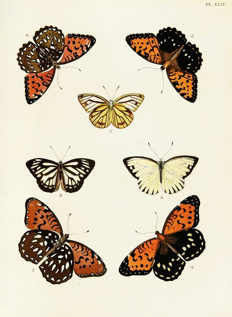 Foreign Butterflies Occurring In The Three Continents Asia Africa And America Pl 291 Wall Art by Pieter Cramer - High-Resolution Digital Print