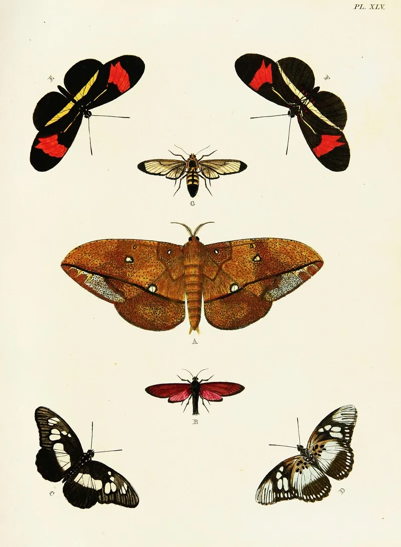 Foreign Butterflies Occurring In The Three Continents Asia Africa And America Pl 292 Wall Art by Pieter Cramer - High-Resolution Digital Print