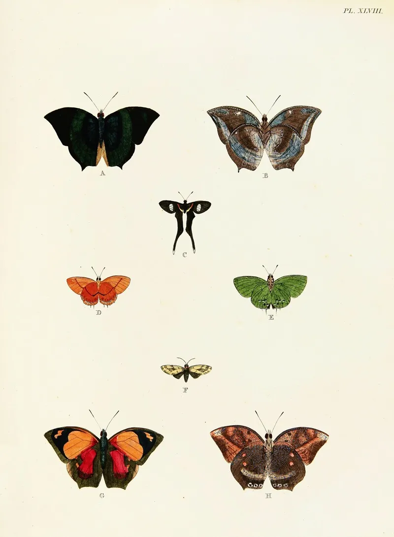 Foreign Butterflies Occurring In The Three Continents Asia Africa And America Pl 295 Wall Art by Pieter Cramer - High-Resolution Digital Print