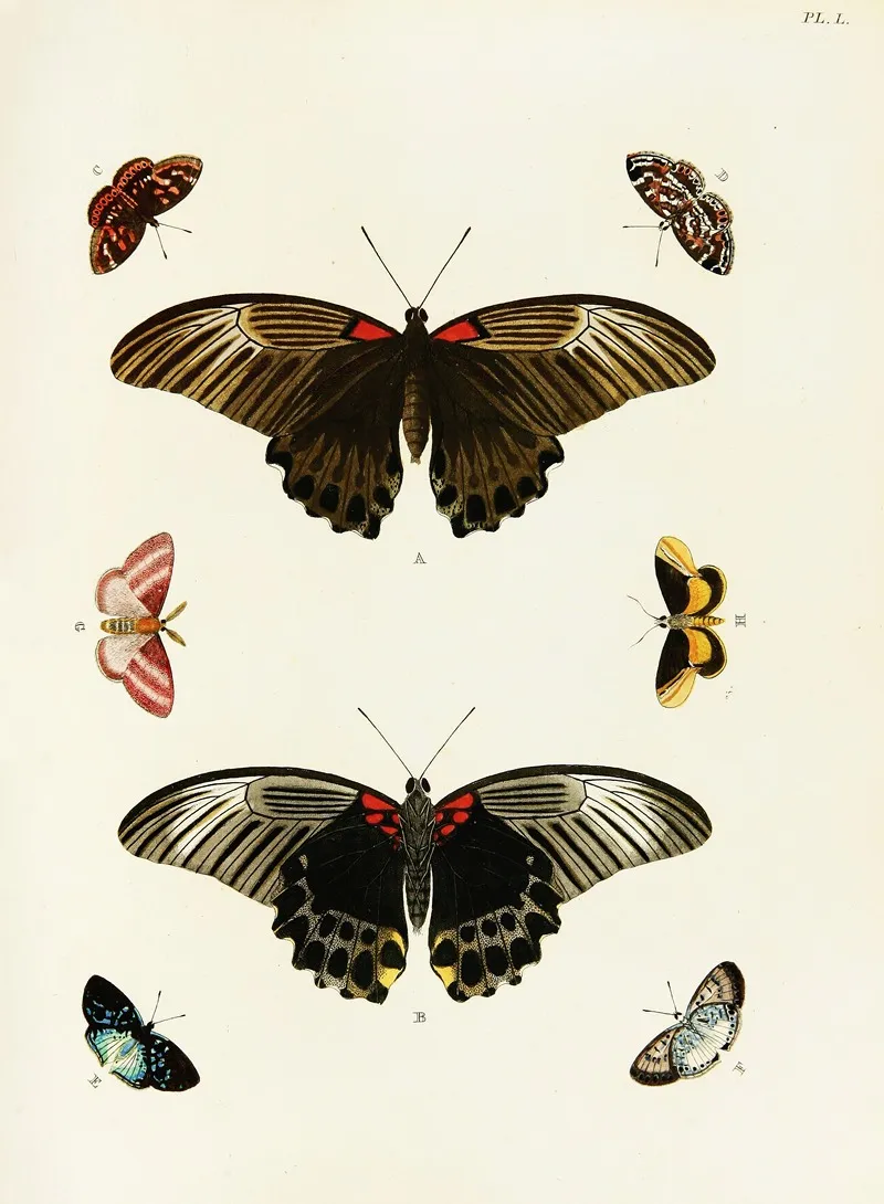 Foreign Butterflies Occurring In The Three Continents Asia Africa And America Pl 297 Wall Art by Pieter Cramer - High-Resolution Digital Print