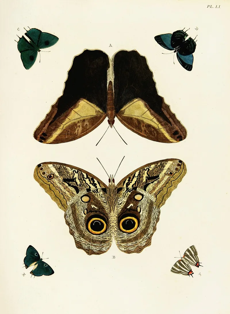 Foreign Butterflies Occurring In The Three Continents Asia Africa And America Pl 298 Wall Art by Pieter Cramer - High-Resolution Digital Print