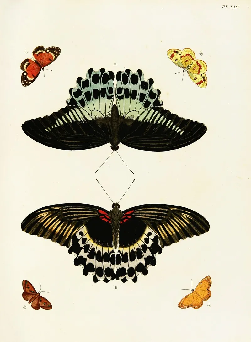 Foreign Butterflies Occurring In The Three Continents Asia Africa And America Pl 300 Wall Art by Pieter Cramer - High-Resolution Digital Print