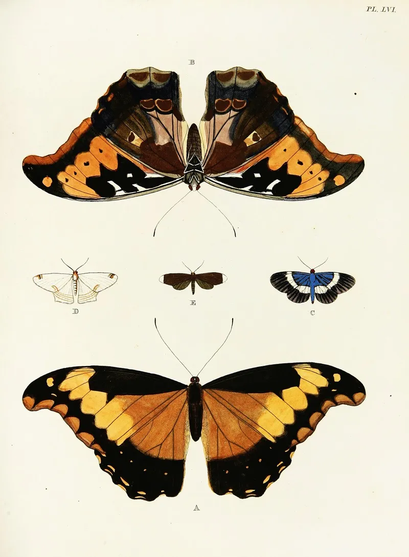 Foreign Butterflies Occurring In The Three Continents Asia Africa And America Pl 303 Wall Art by Pieter Cramer - High-Resolution Digital Print