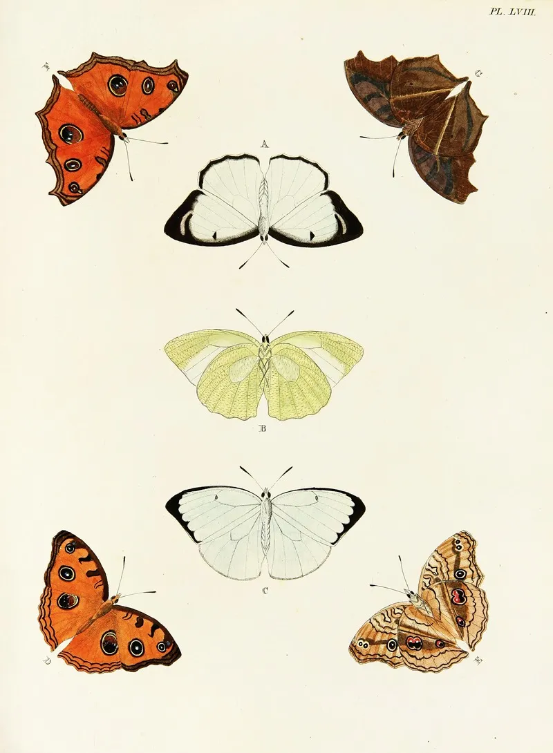 Foreign Butterflies Occurring In The Three Continents Asia Africa And America Pl 305 Wall Art by Pieter Cramer - High-Resolution Digital Print