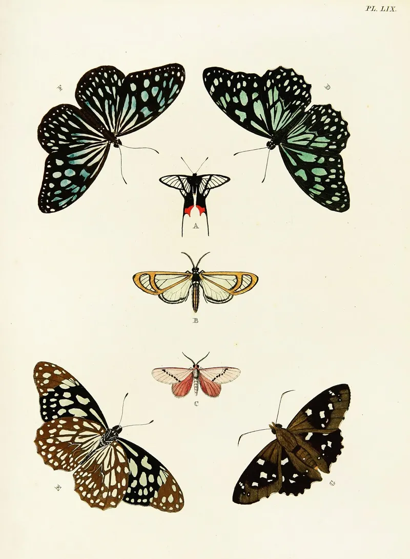 Foreign Butterflies Occurring In The Three Continents Asia Africa And America Pl 306 Wall Art by Pieter Cramer - High-Resolution Digital Print
