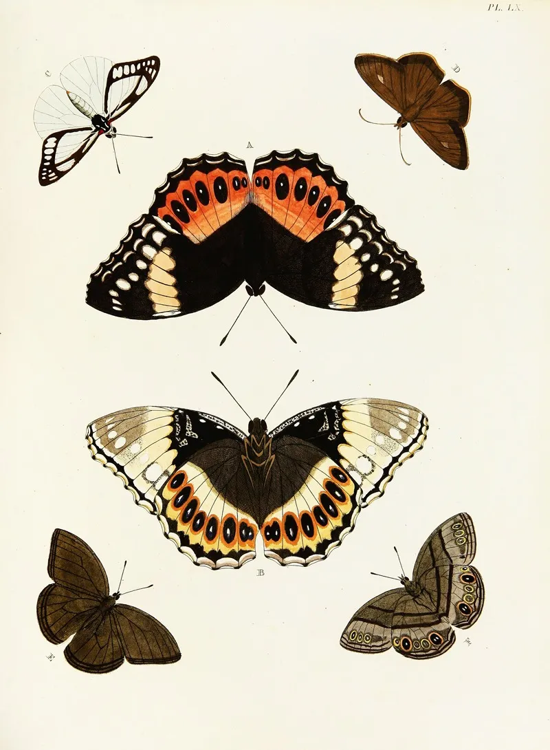Foreign Butterflies Occurring In The Three Continents Asia Africa And America Pl 307 Wall Art by Pieter Cramer - High-Resolution Digital Print