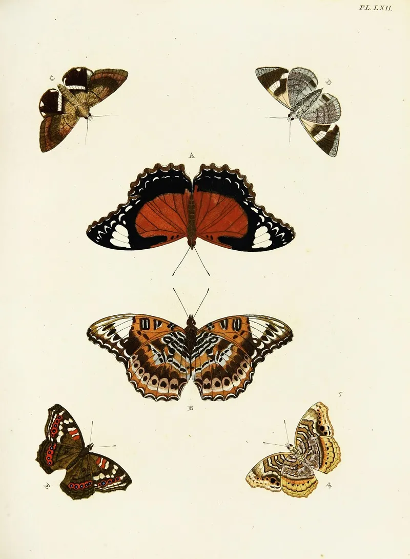 Foreign Butterflies Occurring In The Three Continents Asia Africa And America Pl 309 Wall Art by Pieter Cramer - High-Resolution Digital Print