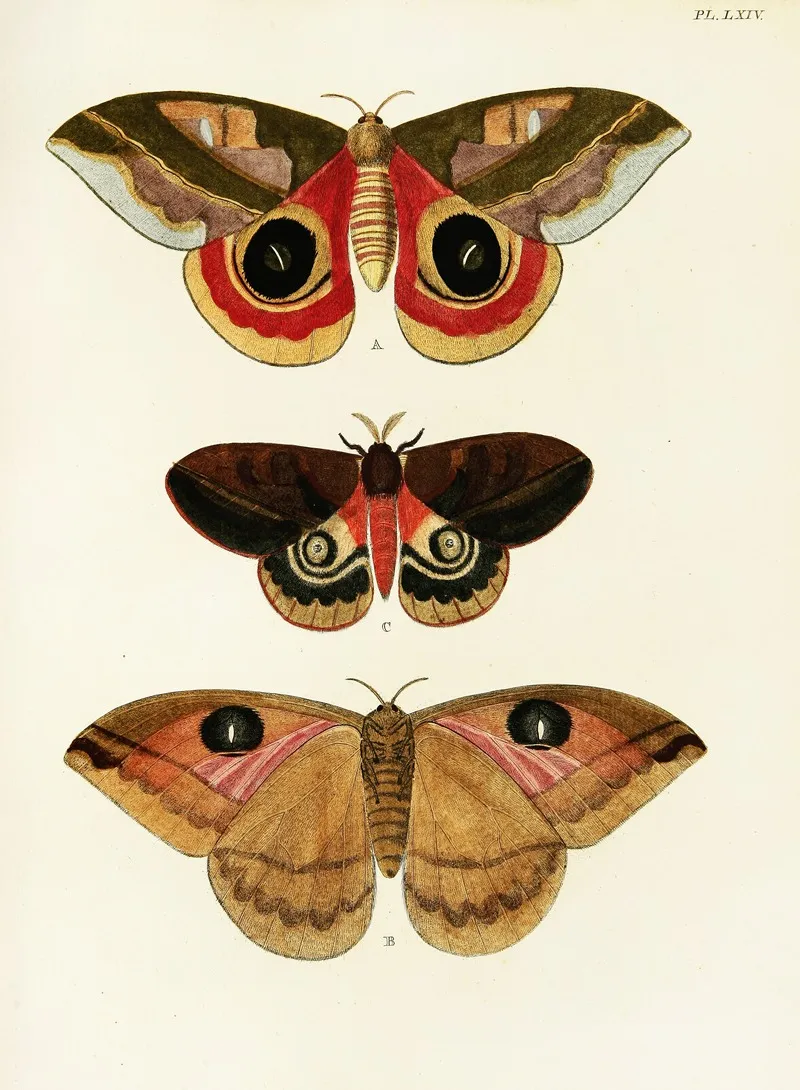 Foreign Butterflies Occurring In The Three Continents Asia Africa And America Pl 311 Wall Art by Pieter Cramer - High-Resolution Digital Print