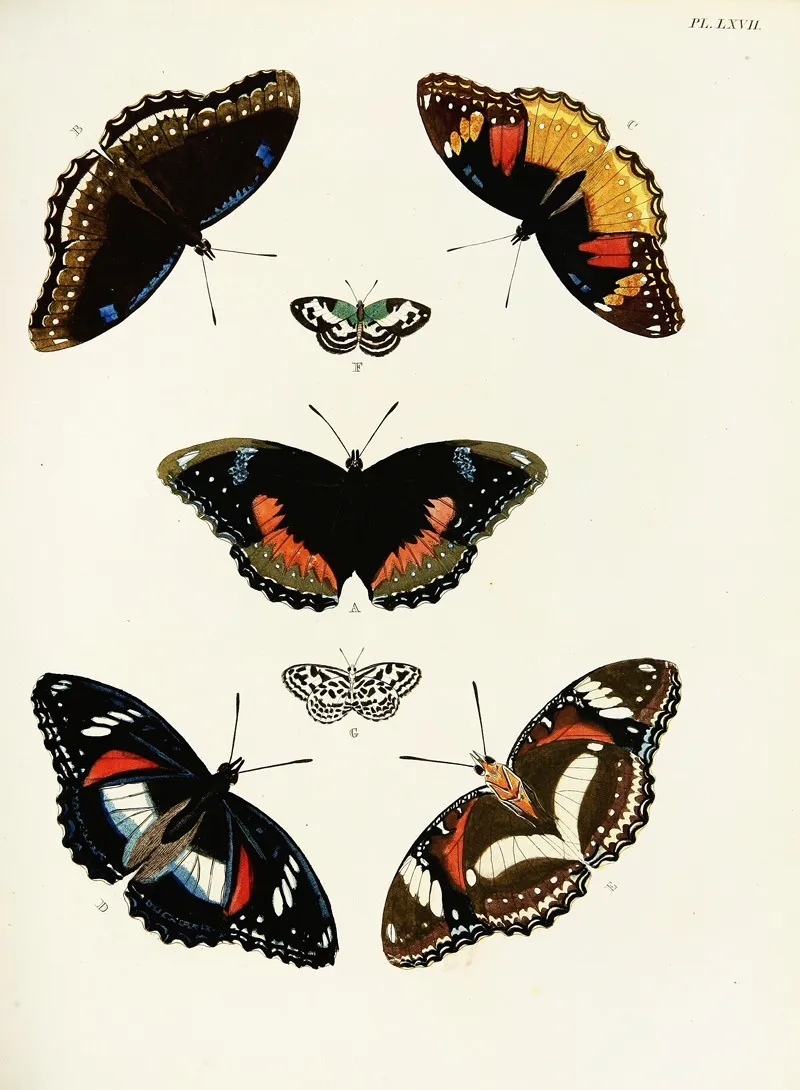 Foreign Butterflies Occurring In The Three Continents Asia Africa And America Pl 314 Wall Art by Pieter Cramer - High-Resolution Digital Print