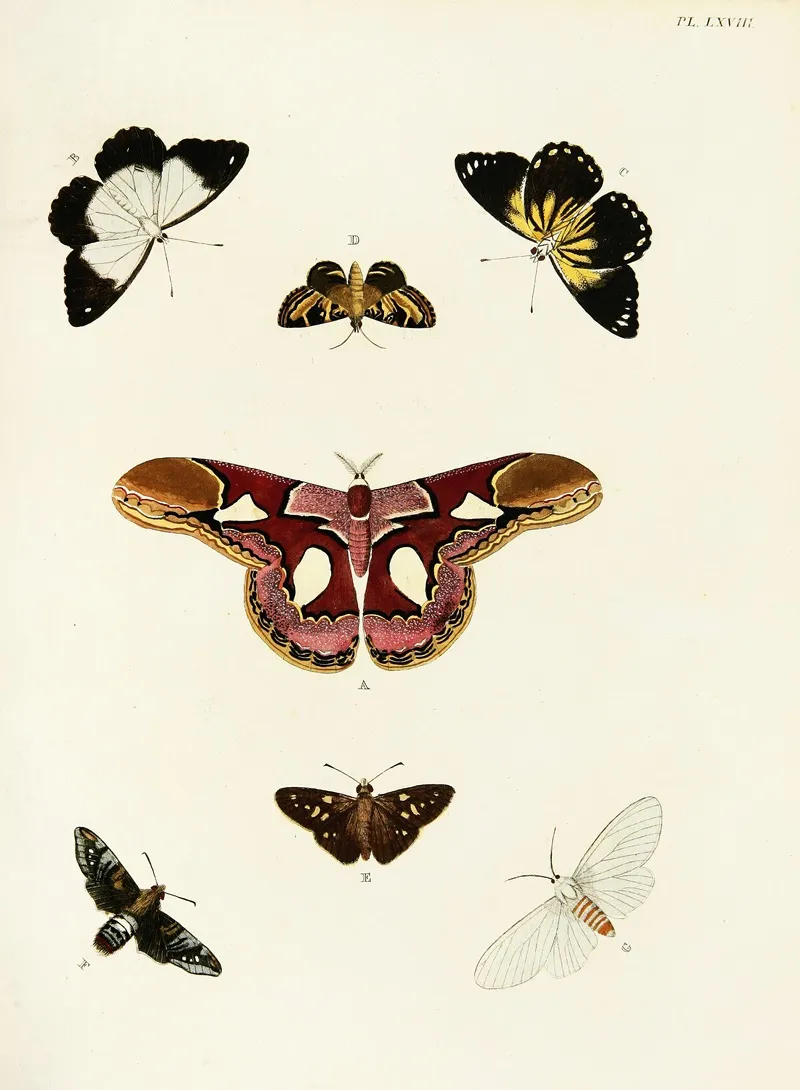 Foreign Butterflies Occurring In The Three Continents Asia Africa And America Pl 315 Wall Art by Pieter Cramer - High-Resolution Digital Print
