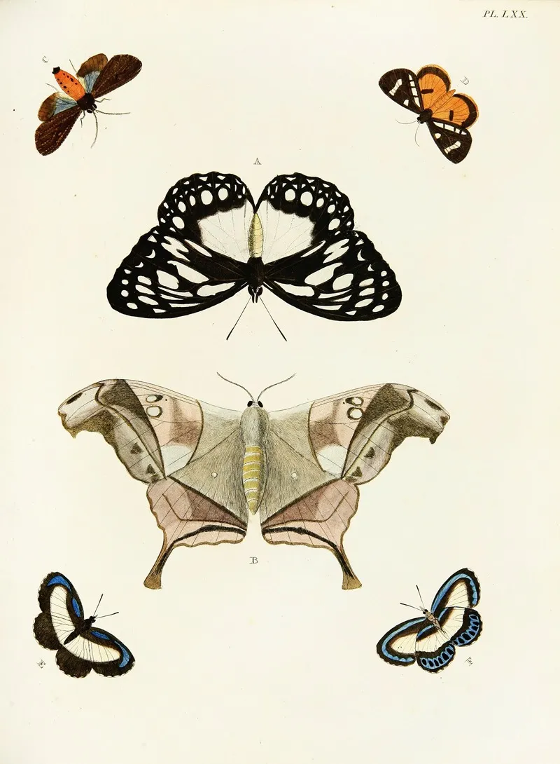Foreign Butterflies Occurring In The Three Continents Asia Africa And America Pl 317 Wall Art by Pieter Cramer - High-Resolution Digital Print