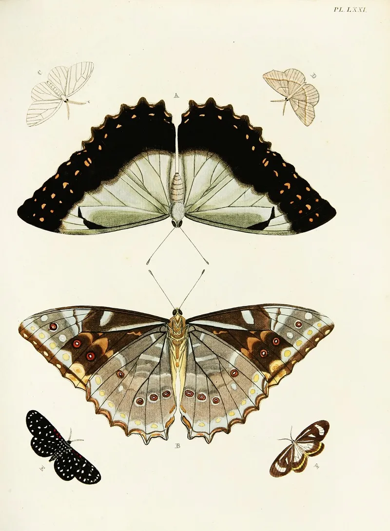 Foreign Butterflies Occurring In The Three Continents Asia Africa And America Pl 318 Wall Art by Pieter Cramer - High-Resolution Digital Print