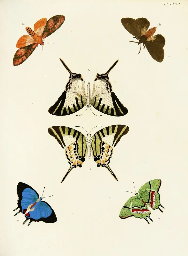 Foreign Butterflies Occurring In The Three Continents Asia Africa And America Pl 319 Wall Art by Pieter Cramer - High-Resolution Digital Print