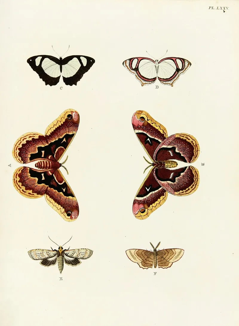 Foreign Butterflies Occurring In The Three Continents Asia Africa And America Pl 322 Wall Art by Pieter Cramer - High-Resolution Digital Print