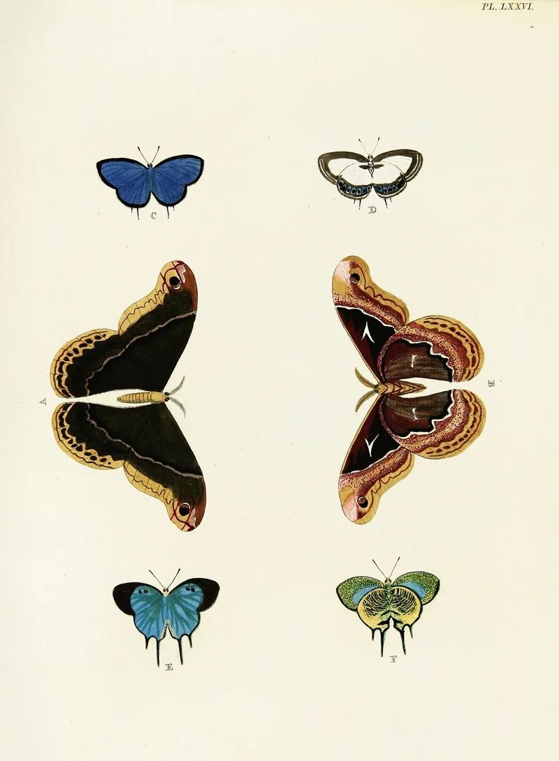 Foreign Butterflies Occurring In The Three Continents Asia Africa And America Pl 323 Wall Art by Pieter Cramer - High-Resolution Digital Print