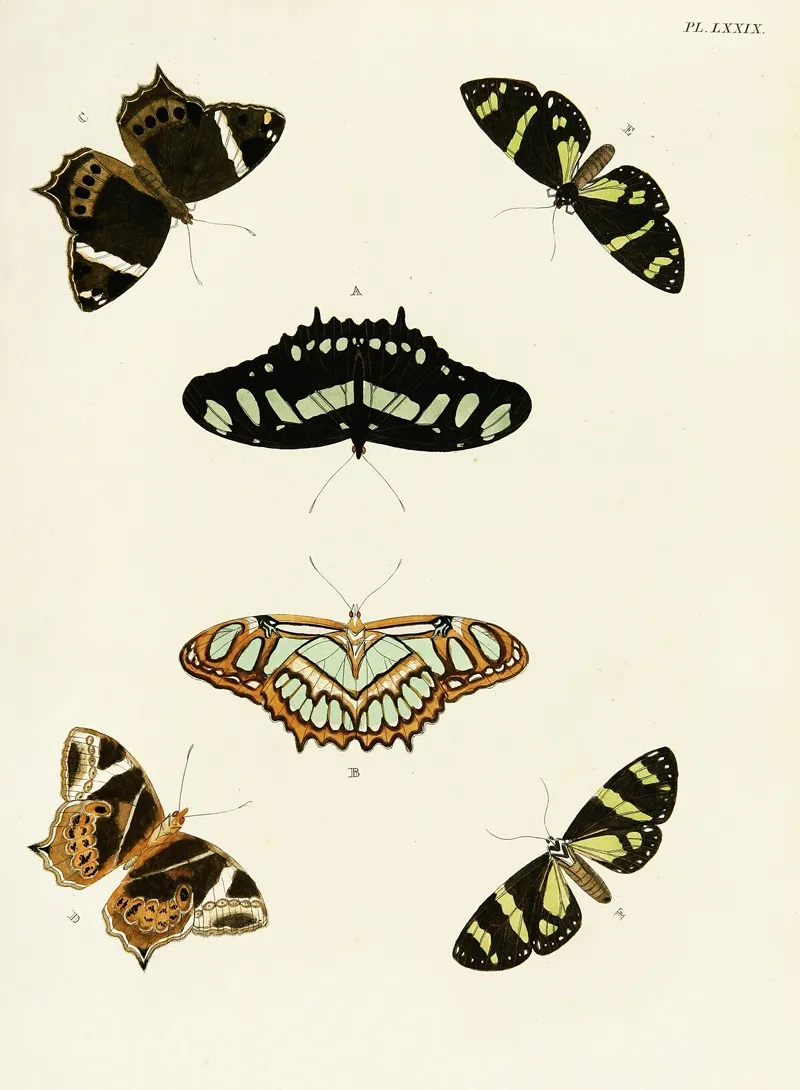 Foreign Butterflies Occurring In The Three Continents Asia Africa And America Pl 326 Wall Art by Pieter Cramer - High-Resolution Digital Print