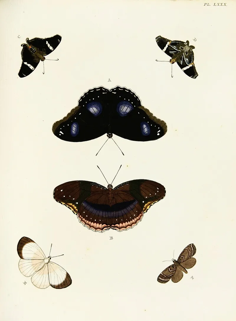 Foreign Butterflies Occurring In The Three Continents Asia Africa And America Pl 327 Wall Art by Pieter Cramer - High-Resolution Digital Print