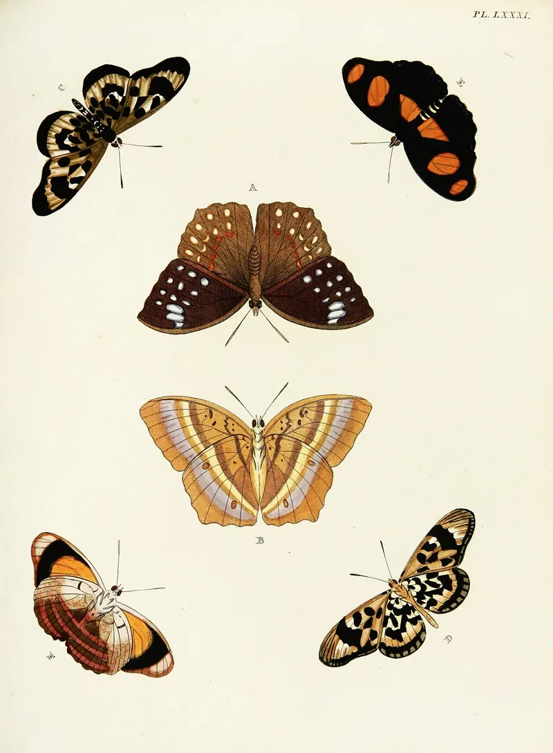 Foreign Butterflies Occurring In The Three Continents Asia Africa And America Pl 328 Wall Art by Pieter Cramer - High-Resolution Digital Print