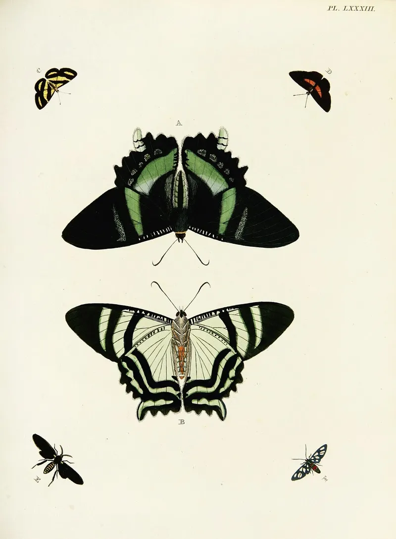 Foreign Butterflies Occurring In The Three Continents Asia Africa And America Pl 330 Wall Art by Pieter Cramer - High-Resolution Digital Print