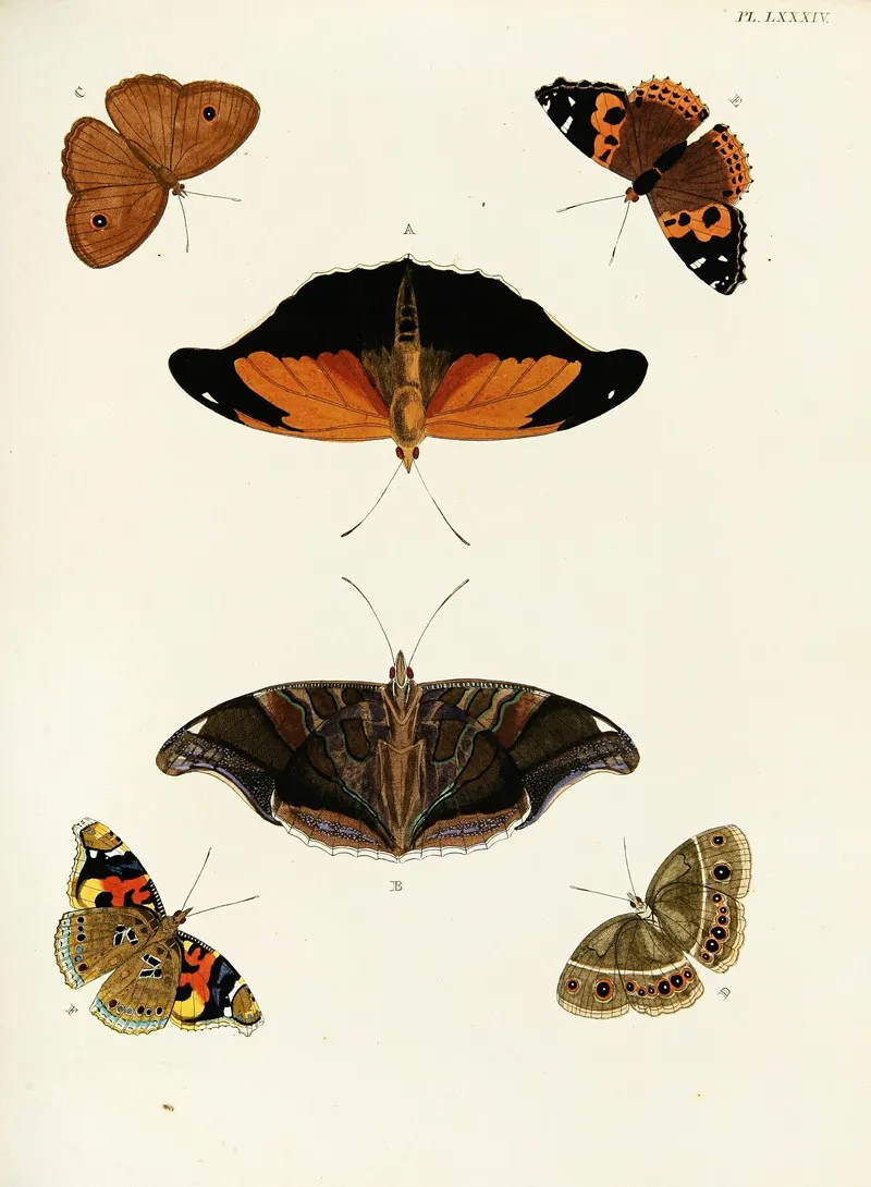 Foreign Butterflies Occurring In The Three Continents Asia Africa And America Pl 331 Wall Art by Pieter Cramer - High-Resolution Digital Print