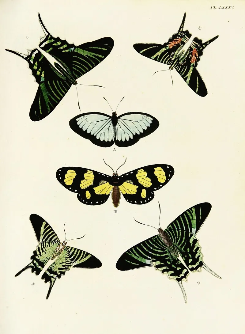 Foreign Butterflies Occurring In The Three Continents Asia Africa And America Pl 332 Wall Art by Pieter Cramer - High-Resolution Digital Print