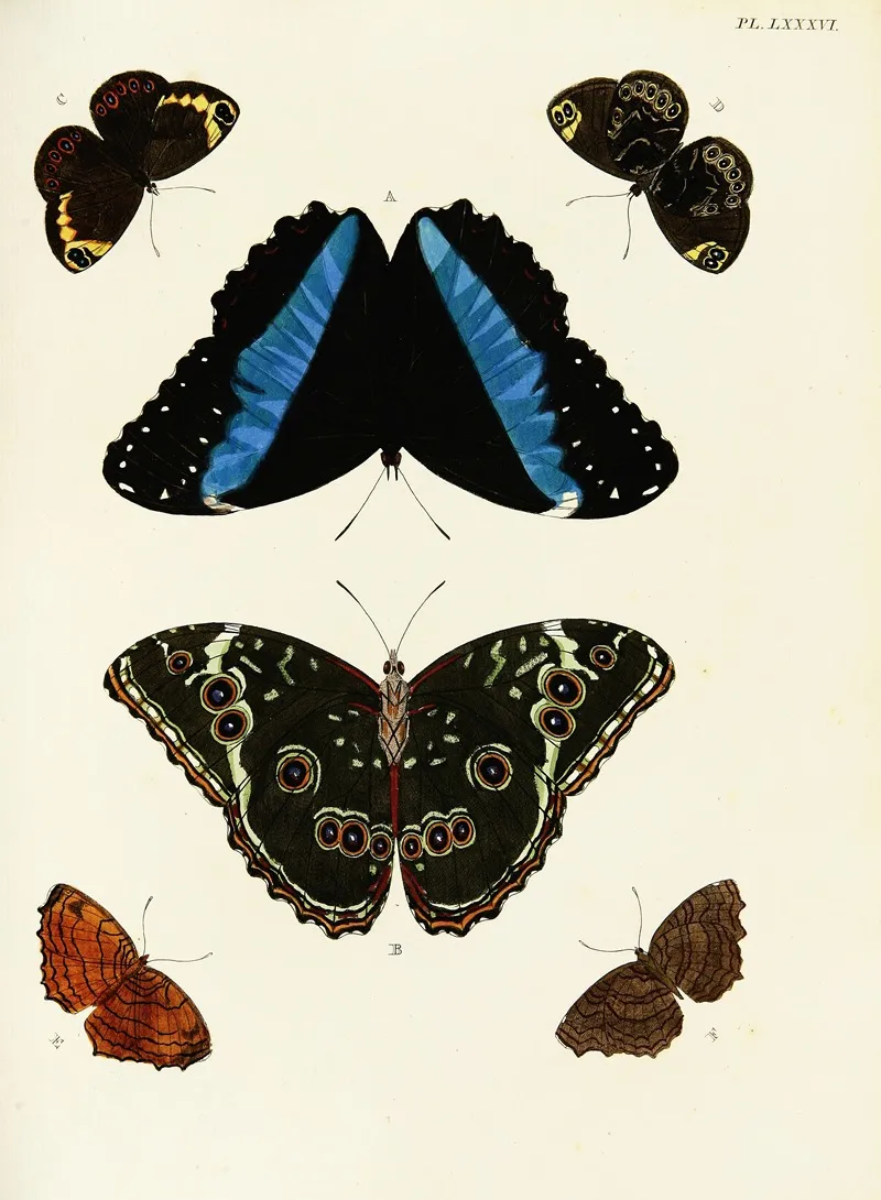 Foreign Butterflies Occurring In The Three Continents Asia Africa And America Pl 333 Wall Art by Pieter Cramer - High-Resolution Digital Print