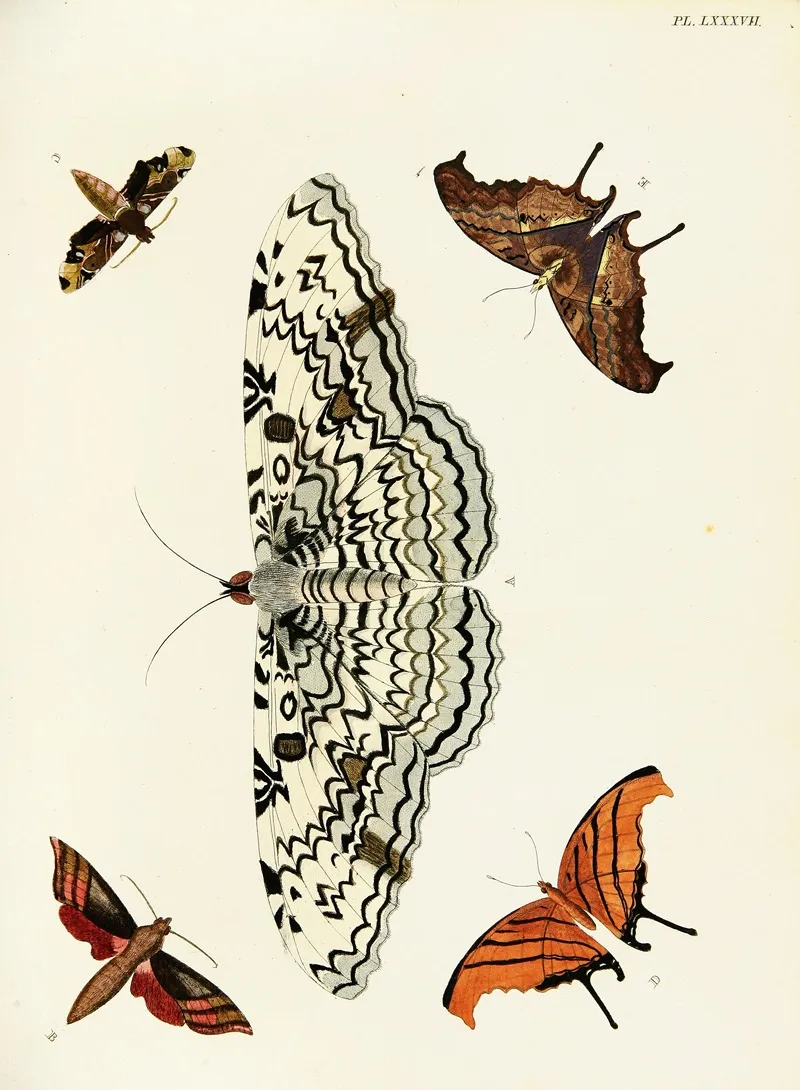 Foreign Butterflies Occurring In The Three Continents Asia Africa And America Pl 334 Wall Art by Pieter Cramer - High-Resolution Digital Print