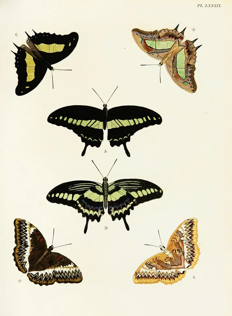 Foreign Butterflies Occurring In The Three Continents Asia Africa And America Pl 336 Wall Art by Pieter Cramer - High-Resolution Digital Print