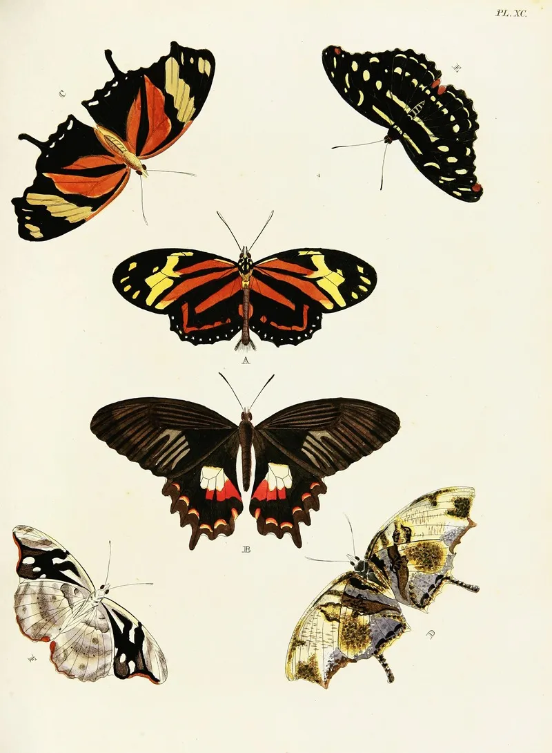 Foreign Butterflies Occurring In The Three Continents Asia Africa And America Pl 337 Wall Art by Pieter Cramer - High-Resolution Digital Print