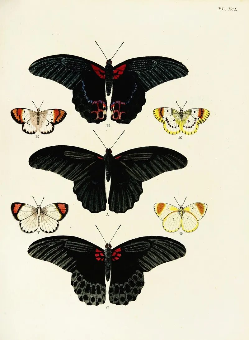 Foreign Butterflies Occurring In The Three Continents Asia Africa And America Pl 338 Wall Art by Pieter Cramer - High-Resolution Digital Print