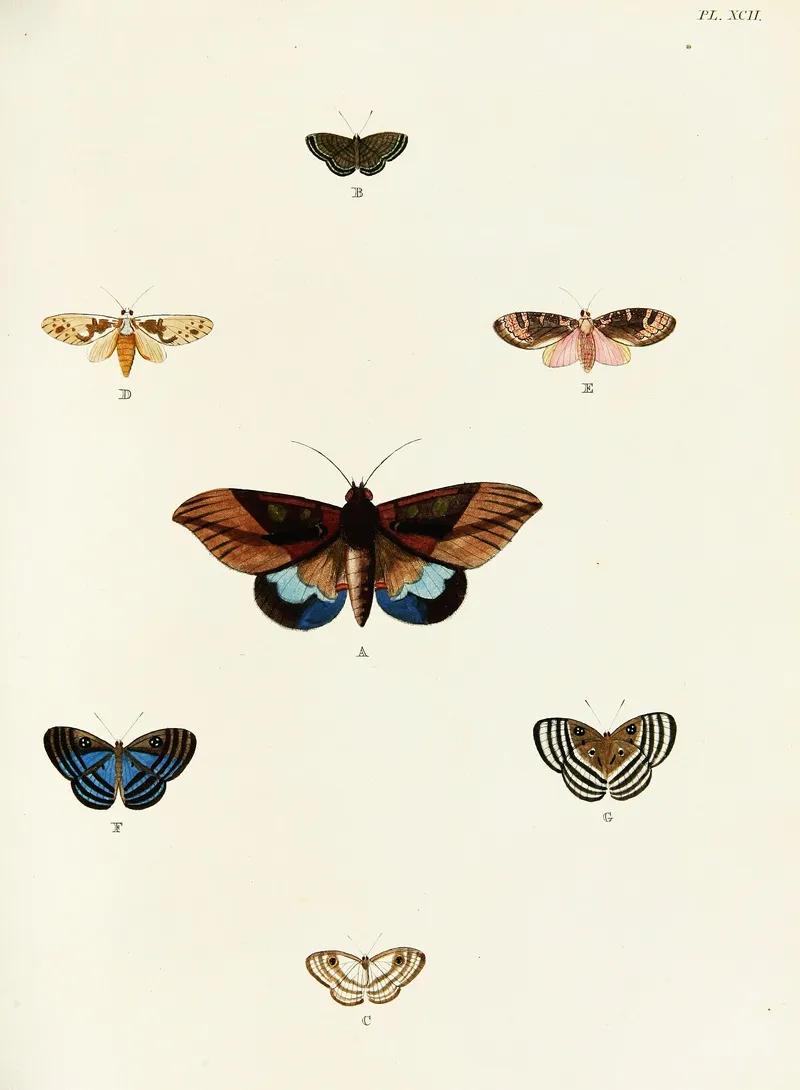 Foreign Butterflies Occurring In The Three Continents Asia Africa And America Pl 339 Wall Art by Pieter Cramer - High-Resolution Digital Print