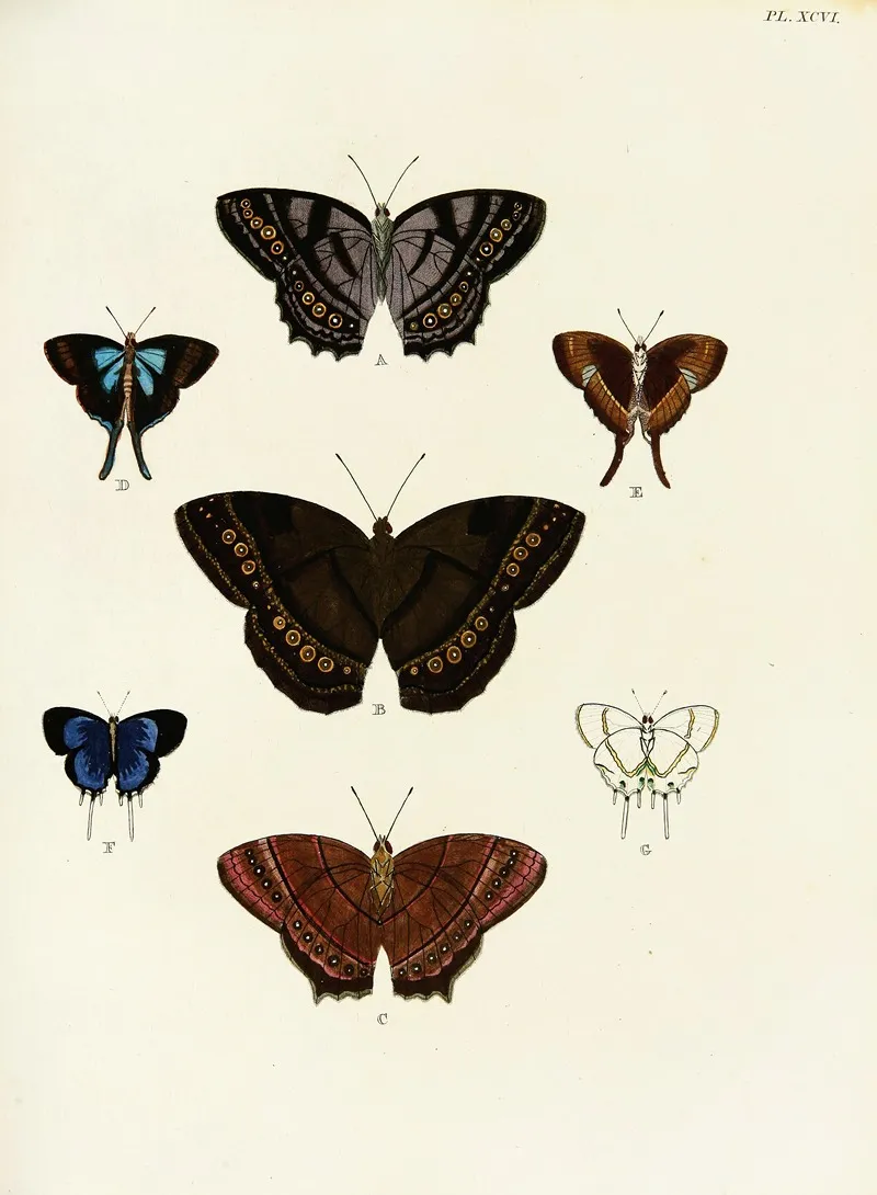 Foreign Butterflies Occurring In The Three Continents Asia Africa And America Pl 343 Wall Art by Pieter Cramer - High-Resolution Digital Print